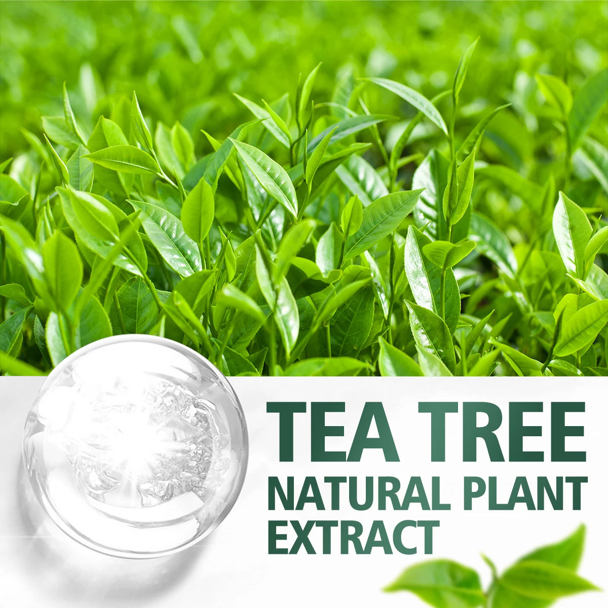Tea tree essential oil, extracted from natural plants, is suitable for body massage and hair care, nourishing and moisturizing. Zenn Organics Inc