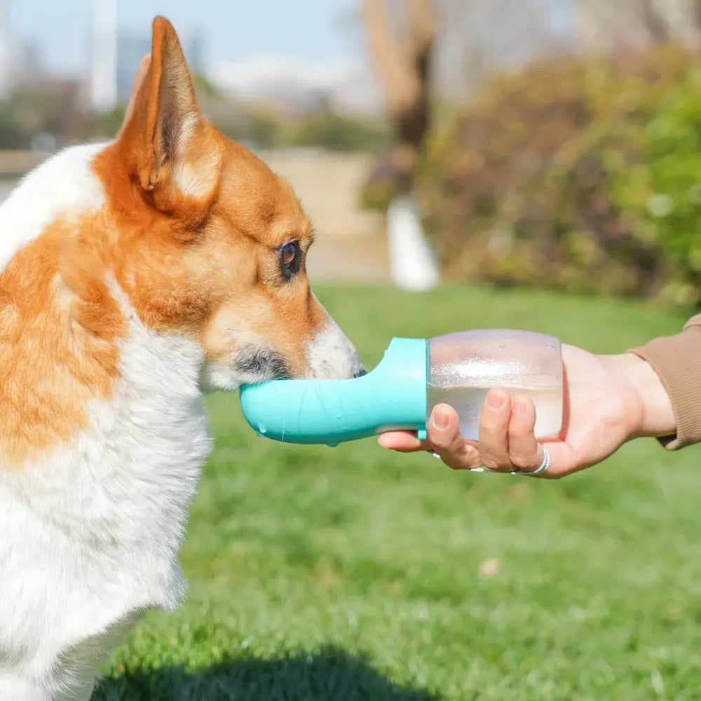 Pet Dog Water Bottle 300ML Puppy Drinking Bowls For Small Medium Dogs Cats Hiking Portable Cat Feeder Golden Retriever Supplies Zenn Organics Inc
