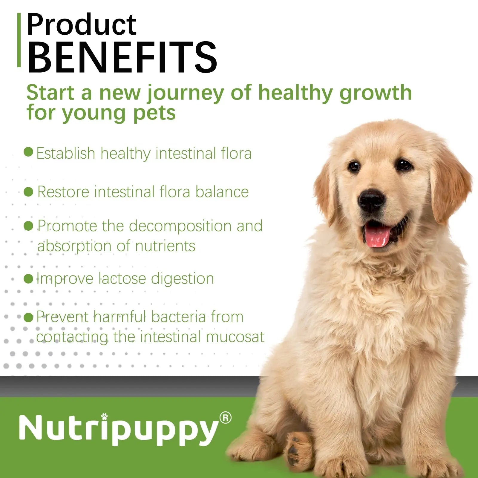 Dog Probiotic Powder Supplement - Supports Digestive Health&Relieves Diarrhea,Boosts Immune System for Puppy Adult Senior Dogs Zenn Organics Inc