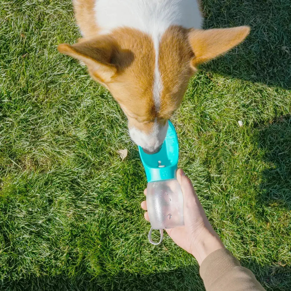 Pet Dog Water Bottle 300ML Puppy Drinking Bowls For Small Medium Dogs Cats Hiking Portable Cat Feeder Golden Retriever Supplies Zenn Organics Inc